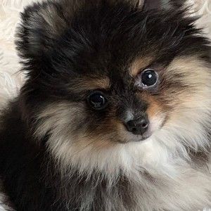 Meet your Posher, Josée